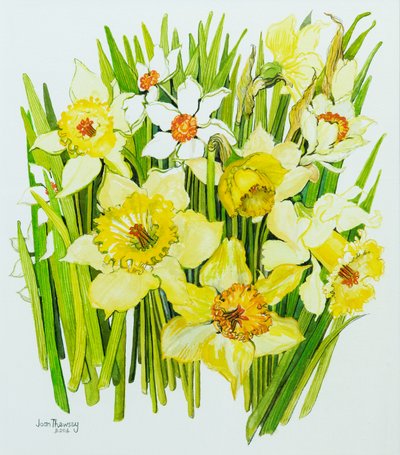 Daffodils and narcissus by Joan Thewsey